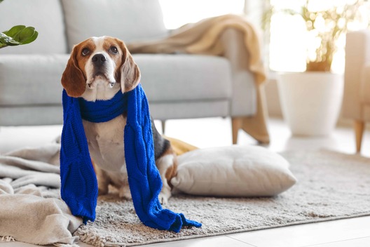 Beagle wrapped in a blue scarf in a cozy living room